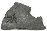 Ordovician Brittle Star (Ophiura) - Morocco #365265-1